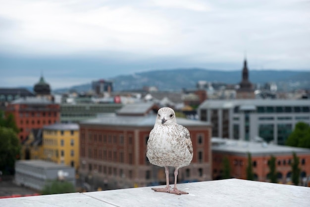 Gabbiano sullo sfondo del panorama della città di Oslo, la capitale della Norvegia in primavera