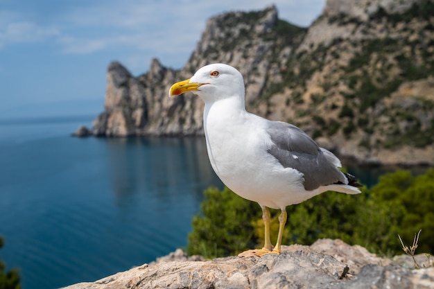 Gabbiano sullo sfondo della baia e delle rocce del mare