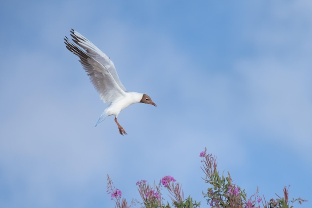 Gabbiano testa nera in volo