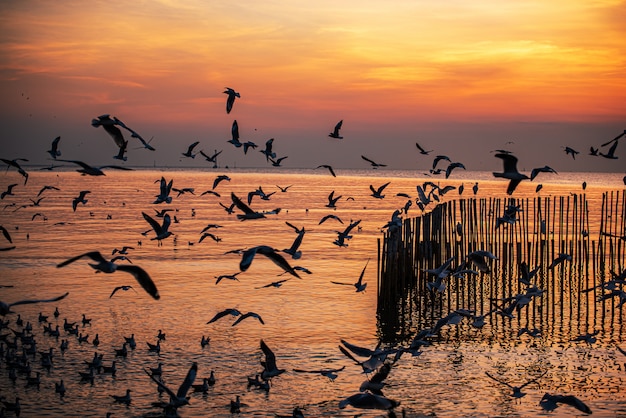 Gabbiano vola sul mare