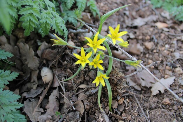 Gagea lutea, conosciuta come la stella gialla di Betlemme, della famiglia delle Liliaceae.