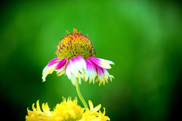 Gaillardia noto anche come fiore di coperta alla luce naturale