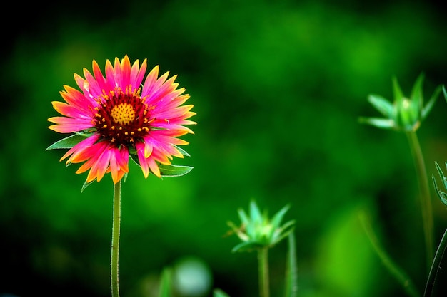 Gaillardia noto anche come fiore di coperta alla luce naturale