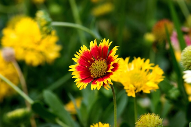 Gaillardia noto anche come fiore di coperta in piena fioritura