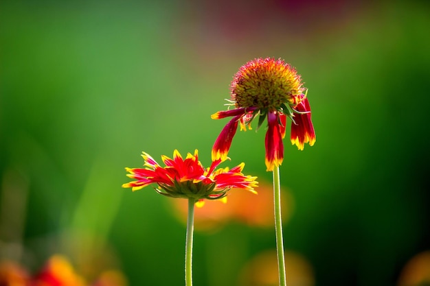 Gaillardia noto anche come fiore di coperta in piena fioritura