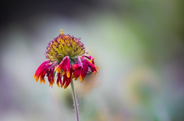 Gaillardia noto anche come fiore di coperta in piena fiorituraxA