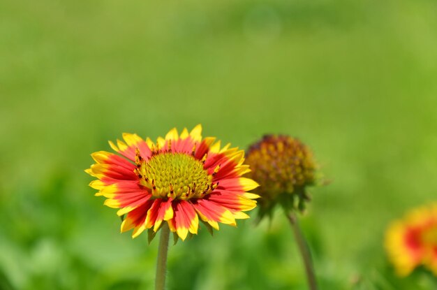 Gaillardia pulchella nel parco