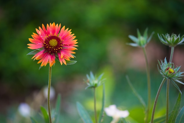 Gaillardia pulchella