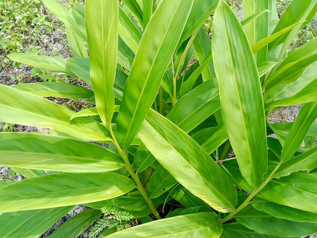 Galanga o alpinia galanga. Albero di galanga in giardino. La galanga lascia la consistenza.