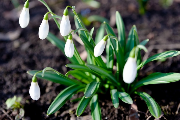 Galanthus nivalis di bucaneve. bellissimi fiori al mattino presto nel giardino di primavera