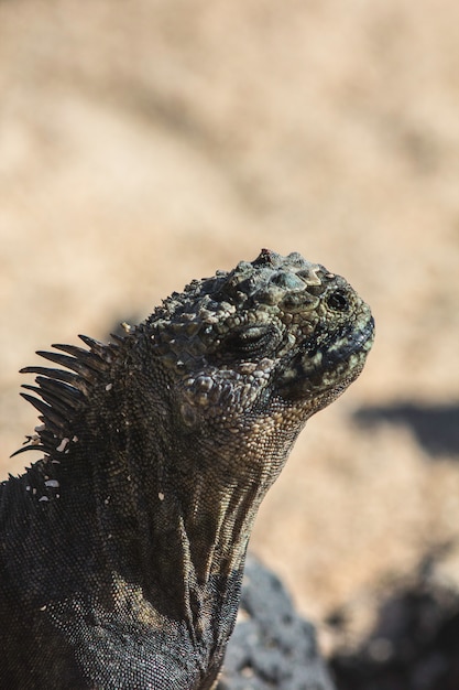 Galapagos iguana