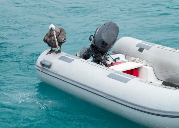 Galapagos Pelican seduto su una zattera gonfiabile