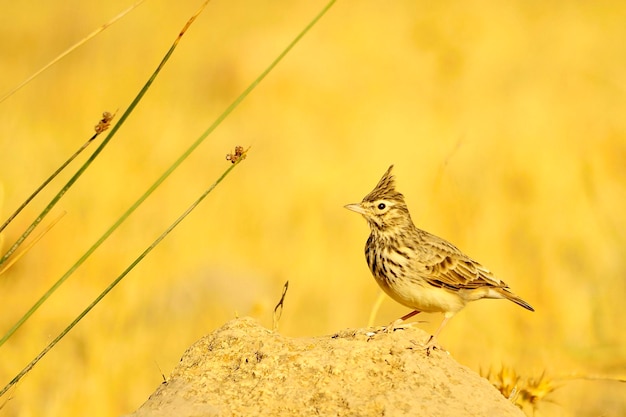 Galerida cristata - Il cogujada comune è una specie di uccello della famiglia Alaudidae.