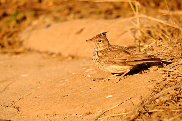 Galerida cristata - Il cogujada comune è una specie di uccello della famiglia Alaudidae.