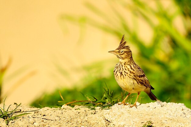 Galerida cristata - Il cogujada comune è una specie di uccello della famiglia Alaudidae.