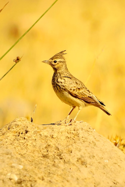 Galerida cristata - Il cogujada comune è una specie di uccello della famiglia Alaudidae.