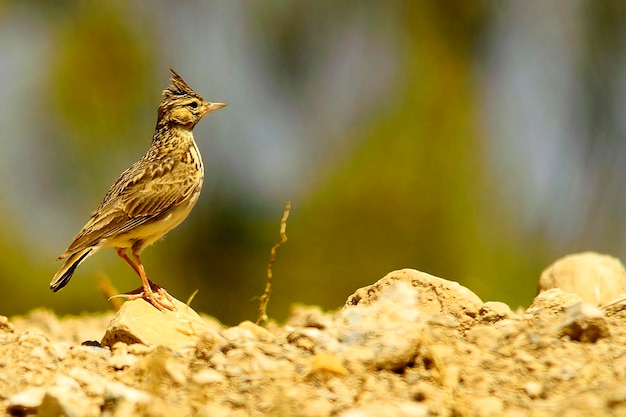 Galerida theklae - La montesina cogujada è una specie di uccello della famiglia Alaudidae