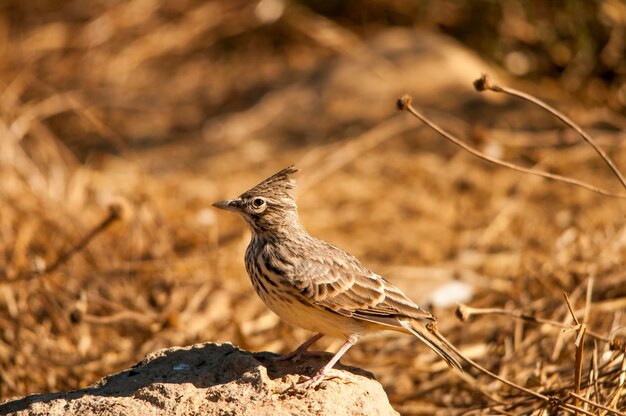 Galerida theklae - La montesina cogujada è una specie di uccello della famiglia Alaudidae