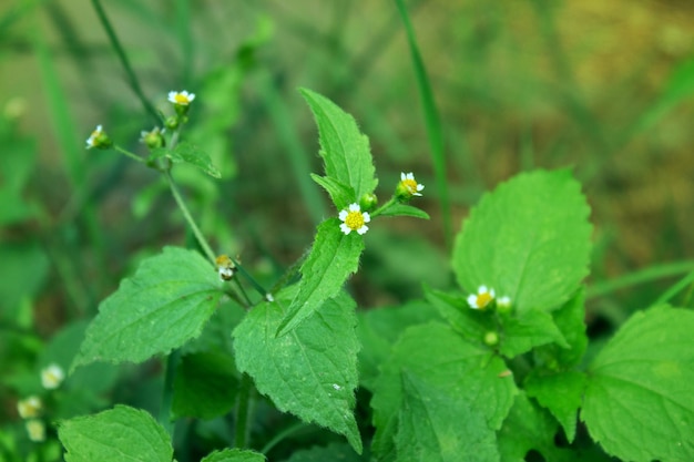 Galinsoga erbaccia tetraedrica annuale della famiglia delle Asteraceae