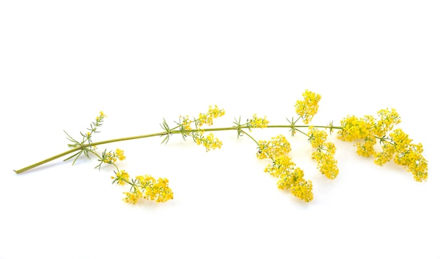 Galium verum in studio