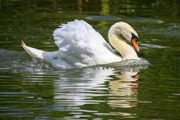 Galleggiante nello stagno White Swan