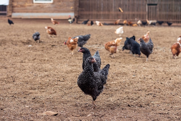 Galli e galline passeggiano per il cortile