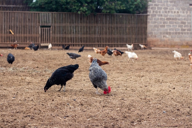 Galli e galline passeggiano per il cortile