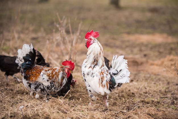 Galli e galline passeggiano per il pollaio