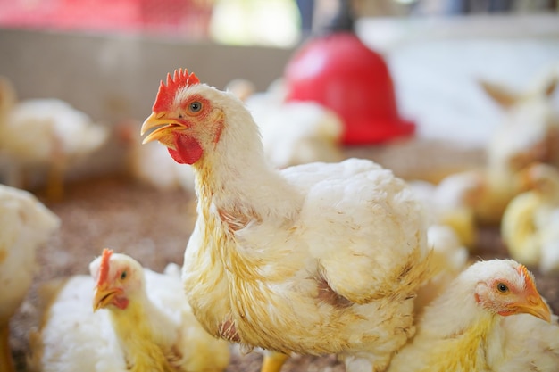 gallina bianca con cresta rossa e occhi bellissimi