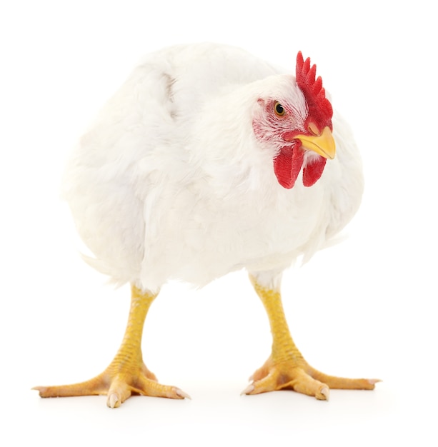 Gallina bianca isolata su bianco, colpo dello studio