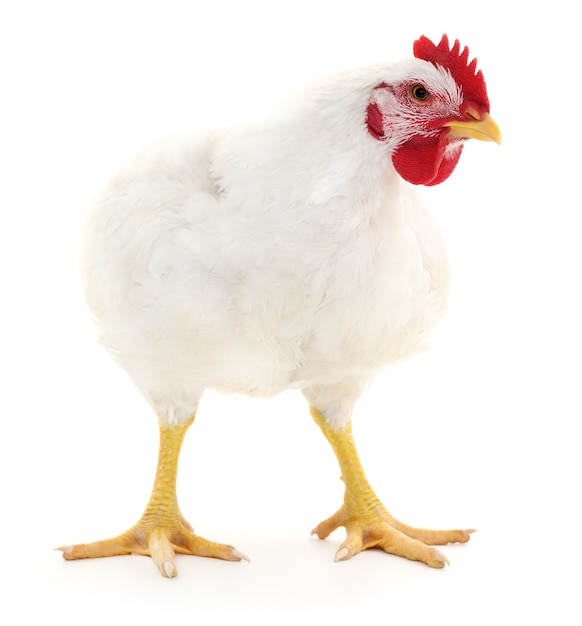 Gallina bianca isolata su bianco