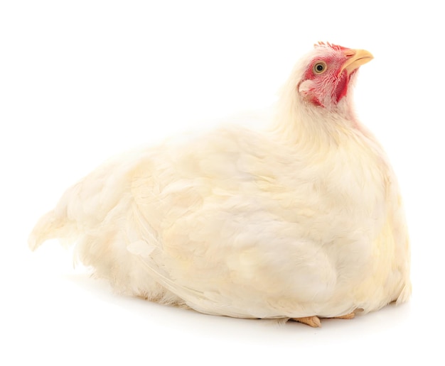 Gallina bianca isolata