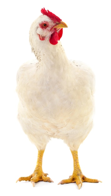 Gallina bianca isolata