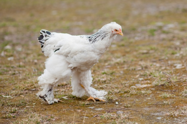 Gallina bianca sana sviluppata su erba verde