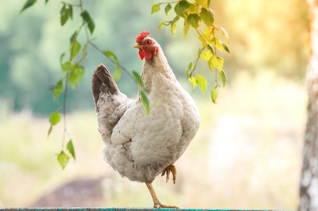 Gallina bianca seduta sul recinto vicino alla betulla