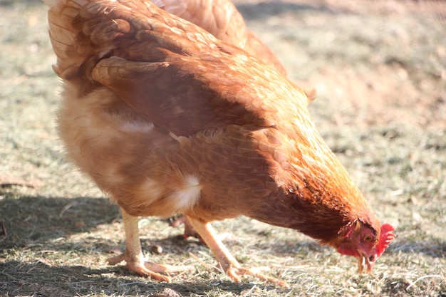Gallina bruna in un allevamento all'aperto Queste galline depongono uova biologiche di prima qualità