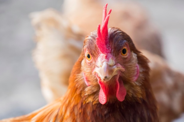 Gallina che fissa perché è curiosa