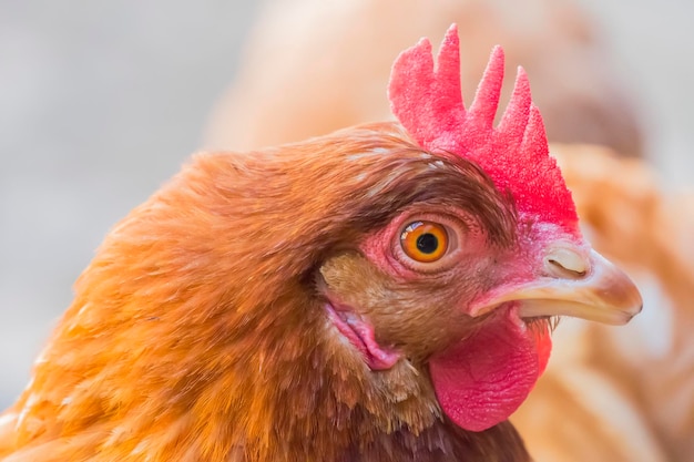 Gallina che fissa perché è curiosa