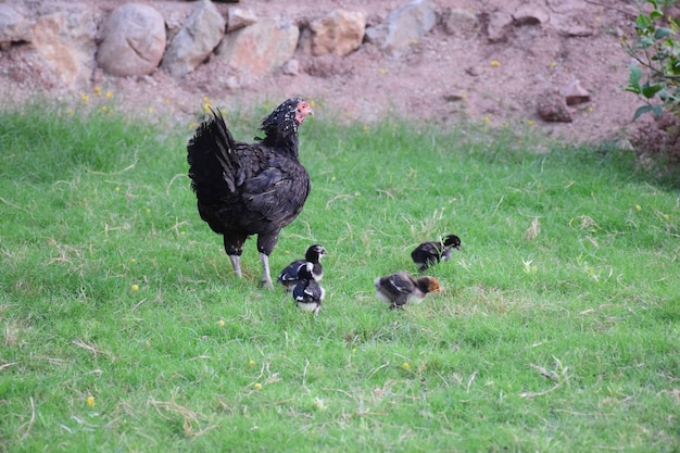 Gallina con i polli in un cortile rurale