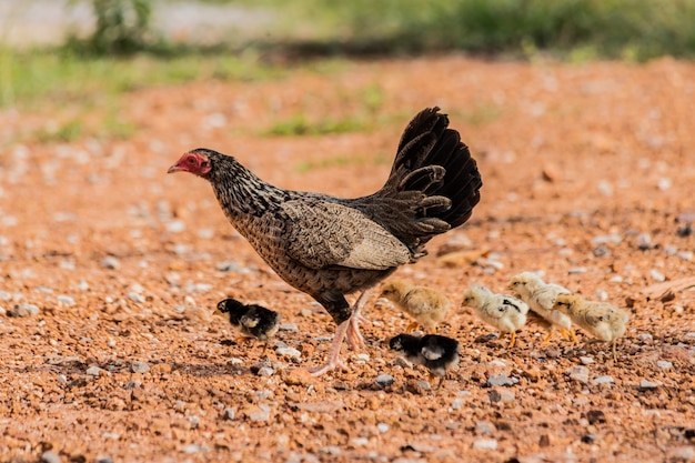 Gallina con pulcini polli in piedi / che si nascondono insieme in una fattoria