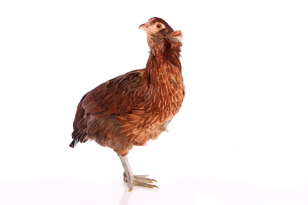 Gallina di Araucana delle uova di Pasqua blu dal Cile