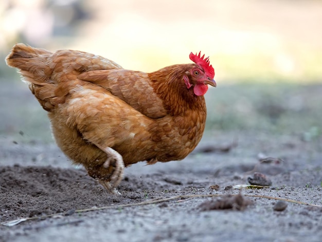 Gallina in fattoria