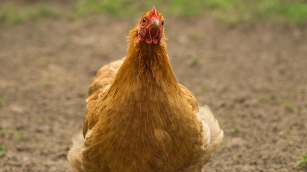 Gallina in una fattoria in cerca di cibo