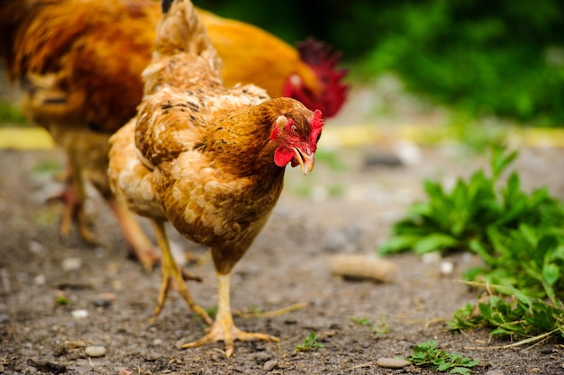 Gallina in una fattoria