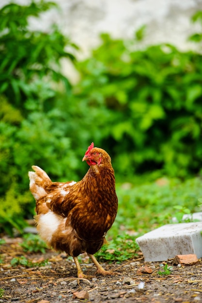 Gallina in una fattoria