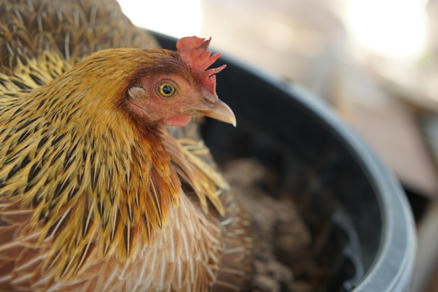 Gallina marrone che cova le uova nel nido