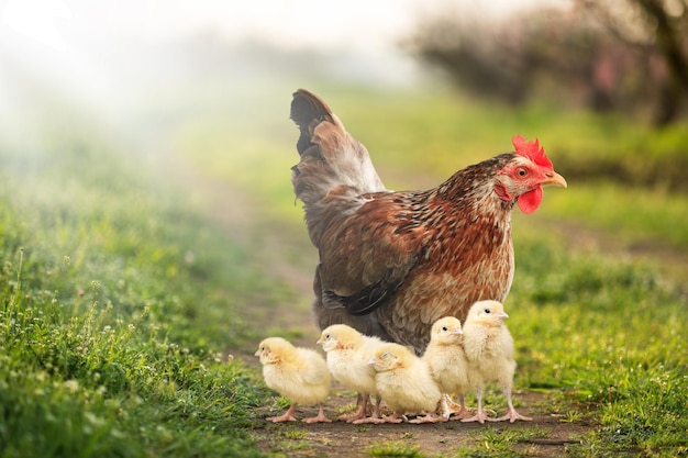 Gallina marrone con il suo pollo appena nato. Agricoltura naturale.