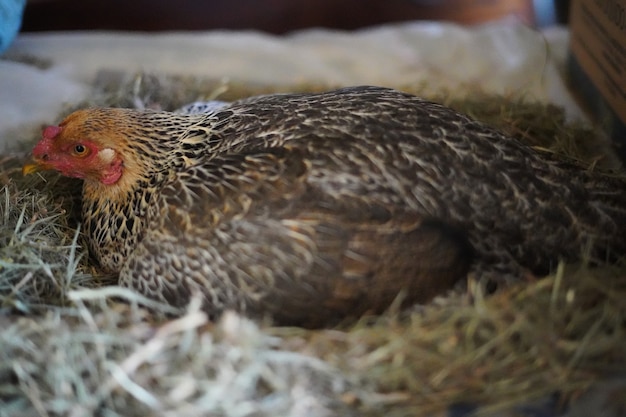 gallina marrone e gialla con uova sotto nel nido