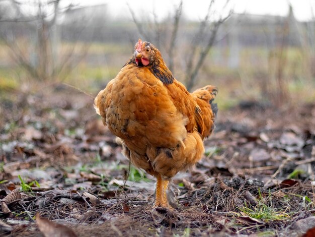 Gallina marrone in giardino all'inizio della primavera Allevamento di polli