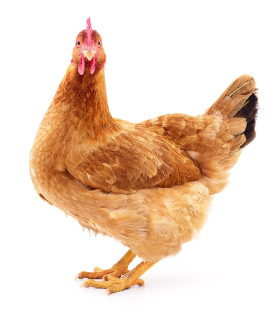 Gallina marrone isolata su bianco, foto in studio